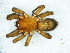  (Xerophaeus anthropoides - Xean NCA 2021 1027 M)  @11 [ ] Creative Commons  Attribution Share-Alike (by-sa) (2021) Charles Haddad University of the Free State