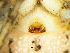  ( - Hydo NCA 2021 1050 F)  @11 [ ] Creative Commons  Attribution Share-Alike (by-sa) (2021) Charles Haddad University of the Free State