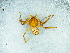  (Scytodes elizabethae - Scel NCA 2021 1070 M)  @11 [ ] Creative Commons  Attribution Share-Alike (by-sa) (2021) Charles Haddad University of the Free State