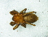  (Xerophaeus hottentottus - Xeho F NCA 2021 378)  @11 [ ] Creative Commons  Attribution Share-Alike (by-sa) (2021) Charles Haddad University of the Free State