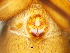  ( - Rhde F NCA 2021 237)  @11 [ ] Creative Commons  Attribution Share-Alike (by-sa) (2021) Charles Haddad University of the Free State