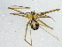  (Spermophora schoemanae - Spsc_NMBA_19191_F1)  @11 [ ] Creative Commons  Attribution Share-Alike (by-sa) (2024) Charles Haddad University of the Free State