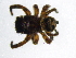  (Habrocestum albimanum - Haal_NMBA_19291_M)  @11 [ ] Creative Commons  Attribution Share-Alike (by-sa) (2024) Charles Haddad University of the Free State