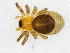  (Chumma gastroperforata - Chga_NMBA_19339_F1)  @11 [ ] Creative Commons  Attribution Share-Alike (by-sa) (2024) Charles Haddad University of the Free State