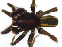  (Drassodella aurostriata - Drau_NMBA_19477_M)  @11 [ ] Creative Commons  Attribution Share-Alike (by-sa) (2024) Charles Haddad University of the Free State