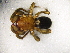  (Xerophaeus rubeus - Xeru_NMBA_19578_F)  @11 [ ] Creative Commons  Attribution Share-Alike (by-sa) (2024) Charles Haddad University of the Free State