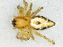  (Oxyopes pallidecoloratus - Oxpa_NMBA_20196_F)  @11 [ ] Creative Commons  Attribution Share-Alike (by-sa) (2025) Charles Haddad University of the Free State