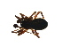 ( - CCDB-21418-C10)  @12 [ ] CreativeCommons - Attribution (2014) G. Blagoev Centre for Biodiversity Genomics