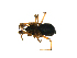  ( - CCDB-21418-E06)  @11 [ ] CreativeCommons - Attribution (2014) G. Blagoev Centre for Biodiversity Genomics