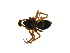  ( - CCDB-21418-G01)  @12 [ ] CreativeCommons - Attribution (2014) G. Blagoev Centre for Biodiversity Genomics