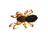  ( - CCDB-21419-B12)  @13 [ ] CreativeCommons - Attribution (2014) G. Blagoev Centre for Biodiversity Genomics