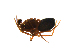  ( - CCDB-21419-D04)  @12 [ ] CreativeCommons - Attribution (2014) G. Blagoev Centre for Biodiversity Genomics