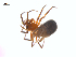  ( - CCDB-28549-B06)  @11 [ ] CreativeCommons - Attribution (2015) G. Blagoev Centre for Biodiversity Genomics