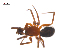  ( - CCDB-28549-B08)  @11 [ ] CreativeCommons - Attribution (2015) G. Blagoev Centre for Biodiversity Genomics