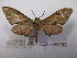  ( - BC-MNHNJP0484)  @12 [ ] Copyright (2010) Unspecified Museum National d`Histoire Naturelle, Paris
