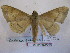  ( - BC-MNHNJP0495)  @13 [ ] Copyright (2010) Unspecified Museum National d`Histoire Naturelle, Paris