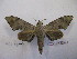  ( - BC-MNHNJP0502)  @12 [ ] Copyright (2010) Unspecified Museum National d`Histoire Naturelle, Paris