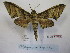  (Polyptychus - BC-MNHNJP0507)  @15 [ ] Copyright (2010) Unspecified Museum National d`Histoire Naturelle, Paris