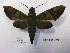  ( - BC-MNHNJP0511)  @14 [ ] Copyright (2010) Unspecified Museum National d`Histoire Naturelle, Paris