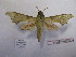  ( - BC-MNHNJP0529)  @13 [ ] Copyright (2010) Unspecified Museum National d`Histoire Naturelle, Paris