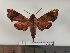  ( - BC-MNHN-LEP01794)  @11 [ ] creative common (2022) Rodolphe Rougerie Museum national d´Histoire naturelle, Paris