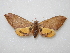  ( - BC-MCSN-LEP0001)  @11 [ ] Copyright (2018) Unspecified Museo Civico di Storia Naturale, Genova