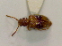  (Psammoecus fasciatus - SCU036)  @11 [ ] CreativeCommons - Attribution Share-Alike (2016) Unspecified Sunchon University