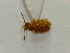  (Psammoecus triguttatus - SCU037)  @11 [ ] CreativeCommons - Attribution Share-Alike (2016) Unspecified Sunchon University