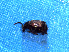  (Callosobruchus maculatus - SCU202)  @12 [ ] CreativeCommons - Attribution Share-Alike (2016) Unspecified Sunchon University