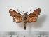  ( - BC-Basq0121)  @13 [ ] Copyright (2010) Unspecified Research Collection of Patrick Basquin