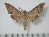  ( - BC-Basq0184)  @13 [ ] Copyright (2010) Unspecified Research Collection of Patrick Basquin