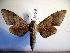  ( - BC-Basq 2097)  @13 [ ] Copyright (2010) Unspecified Research Collection of Patrick Basquin