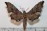  (Polyptychus politzari - BC-Basq 2173)  @15 [ ] Copyright (2010) Unspecified Research Collection of Patrick Basquin