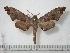  ( - BC-Basq0238)  @14 [ ] Copyright (2010) Unspecified Research Collection of Patrick Basquin