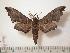  ( - BC-Basq0243)  @14 [ ] Copyright (2010) Unspecified Research Collection of Patrick Basquin