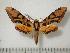  ( - BC-Basq0264)  @14 [ ] Copyright (2010) Unspecified Research Collection of Patrick Basquin
