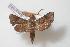  (Sphingonaepiopsis obscurus - BC-Basq0383)  @14 [ ] Copyright (2010) Unspecified Research Collection of Patrick Basquin