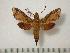  (Antinephele marcida - BC-Basq0393)  @14 [ ] Copyright (2010) Unspecified Research Collection of Patrick Basquin