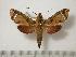  ( - BC-Basq0394)  @14 [ ] Copyright (2010) Unspecified Research Collection of Patrick Basquin