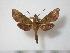  (Antinephele efulani - BC-Basq0402)  @14 [ ] Copyright (2010) Unspecified Research Collection of Patrick Basquin