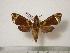  (Antinephele camerounensis - BC-Basq0416)  @14 [ ] Copyright (2010) Unspecified Research Collection of Patrick Basquin