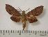  ( - BC-Basq0426)  @13 [ ] Copyright (2010) Unspecified Research Collection of Patrick Basquin
