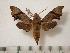  ( - BC-Basq0464)  @14 [ ] Copyright (2010) Unspecified Research Collection of Patrick Basquin