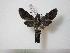  ( - BC-Basq0558)  @13 [ ] Copyright (2010) Unspecified Research Collection of Patrick Basquin