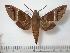  ( - BC-Basq0593)  @14 [ ] Copyright (2010) Unspecified Research Collection of Patrick Basquin