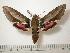  ( - BC-Basq0655)  @14 [ ] Copyright (2010) Unspecified Research Collection of Patrick Basquin