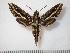  ( - BC-Basq0674)  @14 [ ] Copyright (2010) Unspecified Research Collection of Patrick Basquin