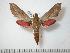  ( - BC-Basq0685)  @14 [ ] Copyright (2010) Unspecified Research Collection of Patrick Basquin