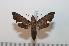  ( - BC-Basq 2563)  @14 [ ] Copyright (2010) Unspecified Research Collection of Patrick Basquin