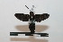  ( - BC-Basq 2767)  @11 [ ] Copyright (2010) Unspecified Research Collection of Patrick Basquin